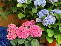 -溪岸路花鸟市场