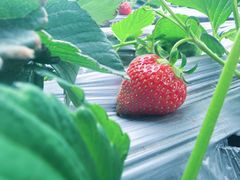 -甜心庄园·甜心草莓采摘园(西青中北店)