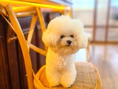 -沏点Trattoria意大利餐厅(新街口店)
