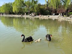 -洛阳市隋唐城遗址植物园