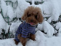 -太子岭滑雪场