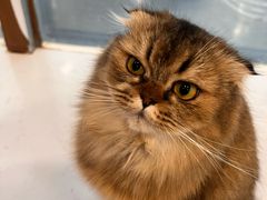 -共舞时光猫咖·狗咖(新街口店)
