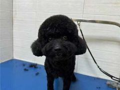 -芭比堂动物医院广州顽皮分院