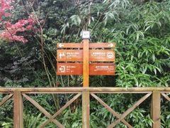 景点-成都大熊猫繁育研究基地