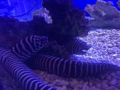 -哈尔滨波塞冬海底世界