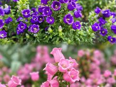 -上海辰山植物园