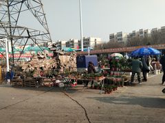 -中环花鸟鱼虫市场