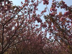 -高东镇樱花园