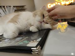 -猫域·湾主题猫咖·宠物吧(南坪城市广场店)