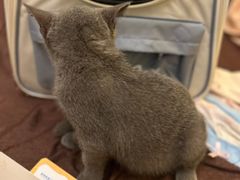 -瑞派康怡24h宠物医院·犬猫医疗中心·微创绝育(瑞景分院)