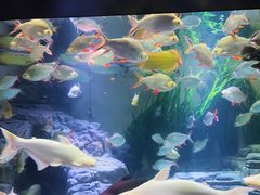 -上海海洋水族馆