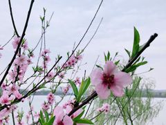 -羊山湖公园