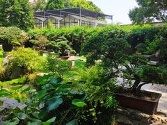 -上海醉白池公园