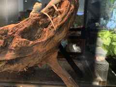 -酷以爬仙阁实体爬宠店·守宫·蜥蜴·专业繁育