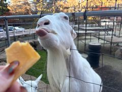 -神户市立六甲山牧场