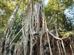 -中国科学院西双版纳热带植物园