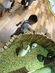 -七巧国萌宠乐园(龙湖天街店)