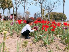 -田园东方蜜桃村的田野营地