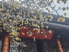-灵谷景区