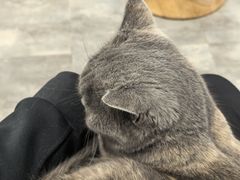 -楼上猫咖(罗湖店)