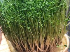 鲜豆苗-好彩猪肚鸡(正弘城店)