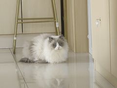 -鼓捣猫呢主题猫咖店
