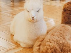 -遇见羊驼·奶狗咖·布偶猫咖·法斗柯基柴犬阿拉斯加(春熙路太古里IFS店)