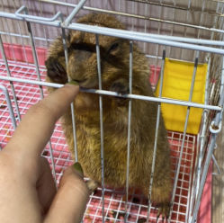 -Moni星球萌宠·小马宝莉·灵蛇·高端高阶全萌宠互动体验俱乐部(红豆国际广场店)