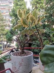 点击看大图 -匿名者纹身学院派·刺青