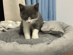 -lincat·猫舍(广州店)