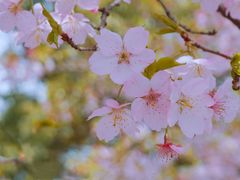 -顾村公园