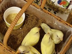 -吾叁·吉趣鸟咖(万科店)