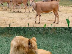 -杭州野生动物世界