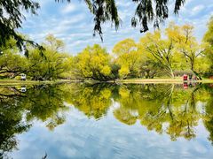 -上海共青森林公园