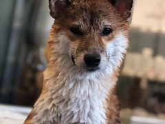 -PETKIT小佩宠物(古北店)