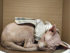 -喵园·猫主题咖啡厅·撸猫·猫咖(国贸店)