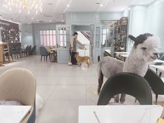 -安格丽娜·狗咖·猫咖羊驼咖(春熙路百盛商场店)