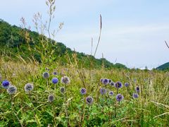 -白草畔自然风景区