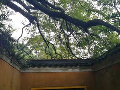 -普陀山慧济禅寺