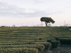 -雪绿茶博物馆