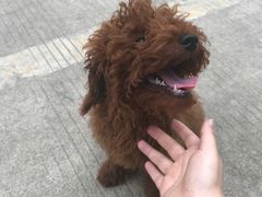 -神采飞扬宠物美容(香港路店)