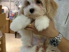 -翊宠yipet猫狗购宠庄园犬舍•猫舍