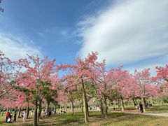 -风云岭森林公园