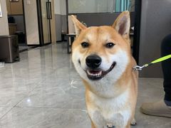 -半岛宠物医院24小时(西派城店)