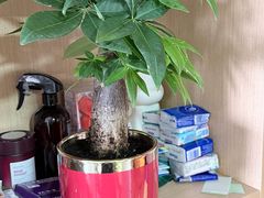 -溪岸路花鸟市场