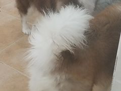 -Let's go狗咖·猫咖·奶狗·桌游(春熙路IFS店)