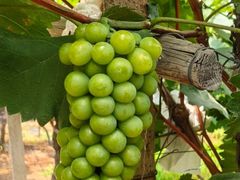 -马陆小张葡萄园农家乐