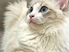 -有喵·猫咖·狗咖·30几只猫10只小狗(岗厦店)