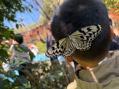 -野象谷景区