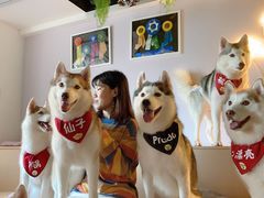-Husky Go! 哈士奇体验馆·宠物咖啡厅狗咖